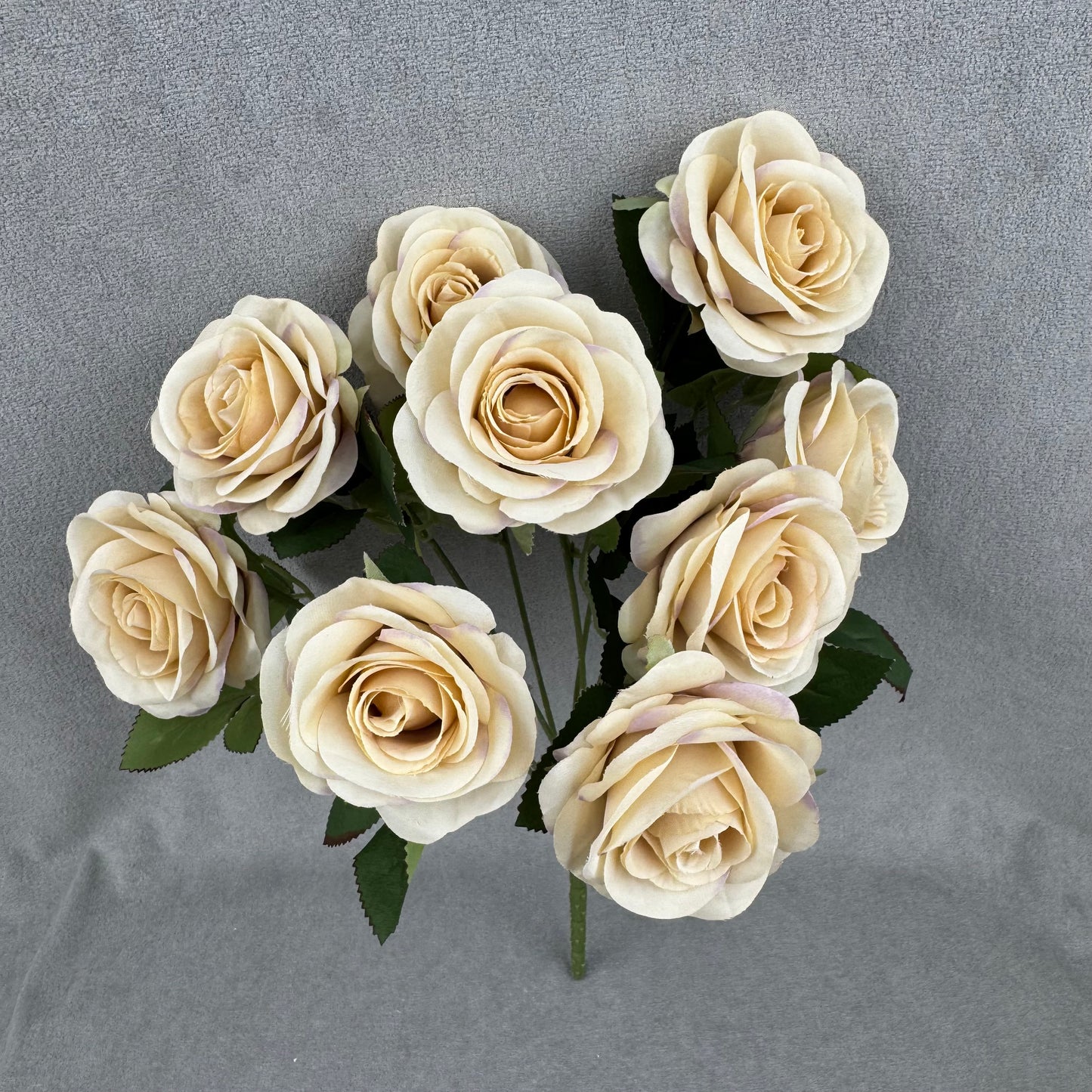 Champagne Silk Holland Rose Bush - 9 Heads