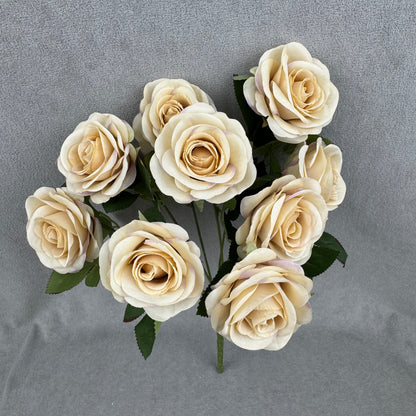Champagne Silk Holland Rose Bush - 9 Heads