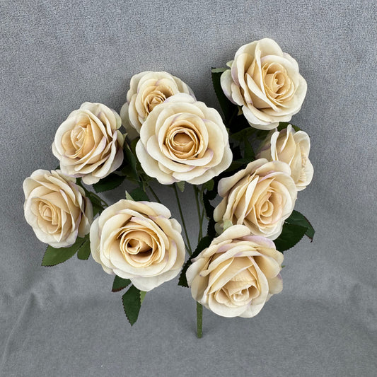 Champagne Silk Holland Rose Bush - 9 Heads