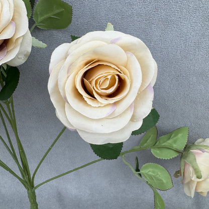 Champagne Silk Holland Rose Bush - 9 Heads