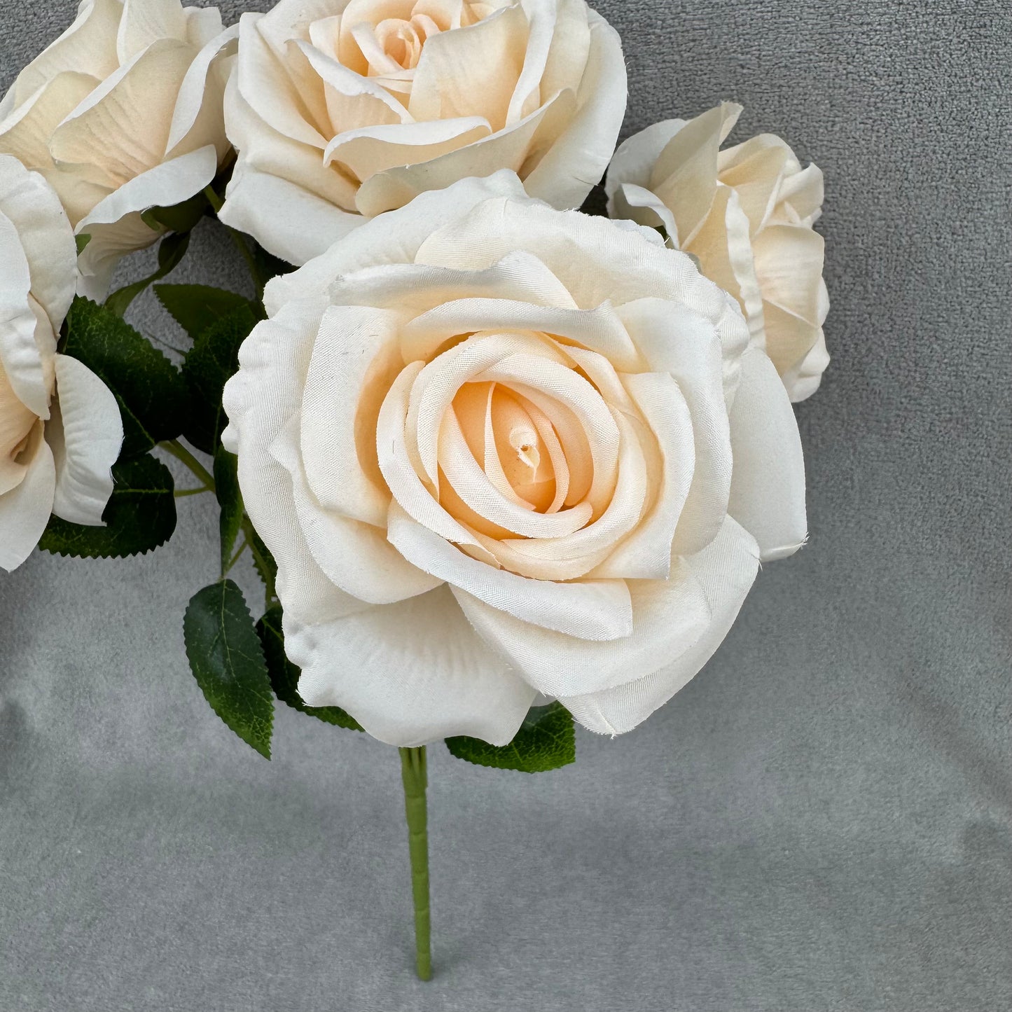 Champagne Silk Star Moon Rose Bush - 7 Heads