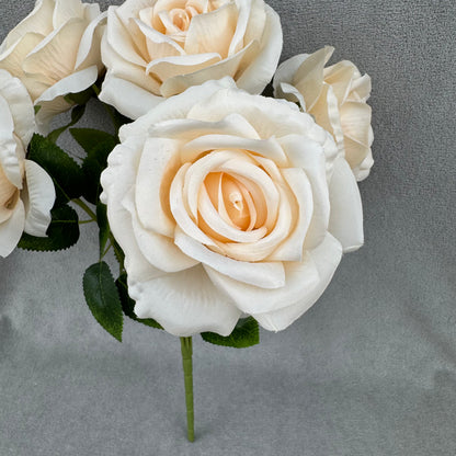 Champagne Silk Star Moon Rose Bush - 7 Heads