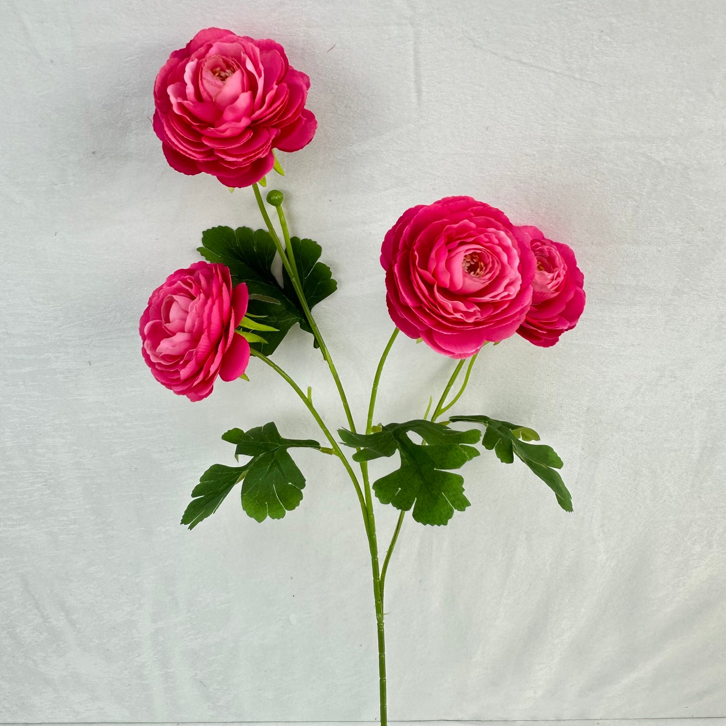 Pink Silk Camellia Bush - 4 Heads