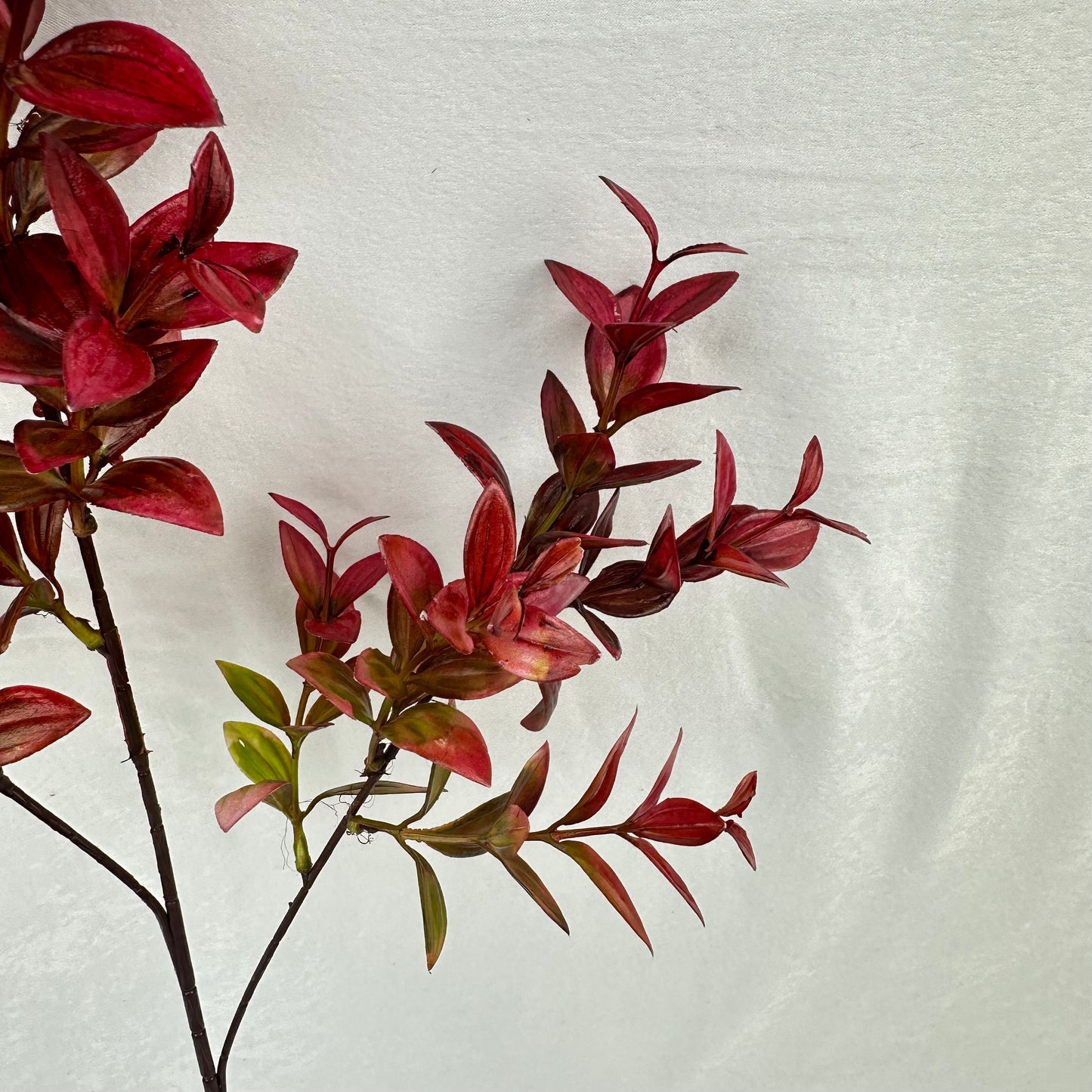 Red Sydney Vanilla Leaf Branch
