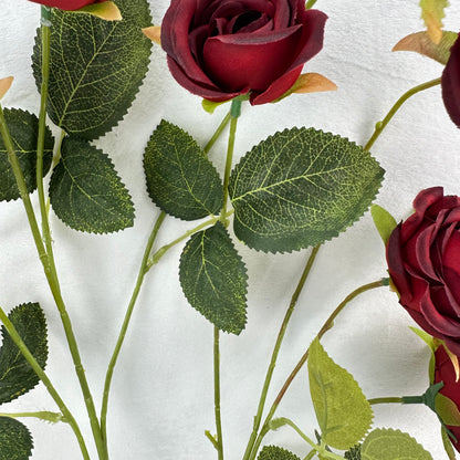 Red Silk Empress Rose Bush - 8 Heads