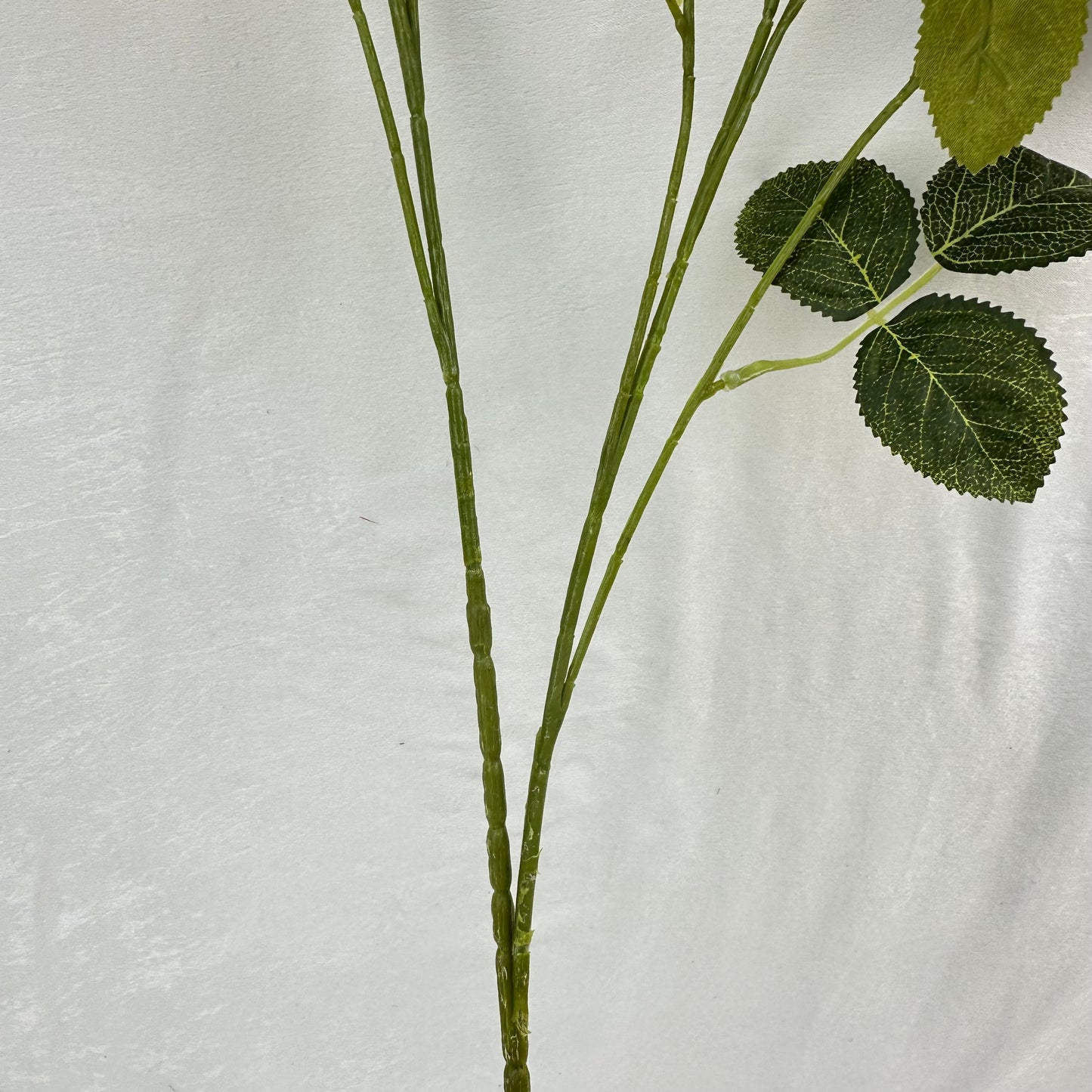 Red Silk Empress Rose Bush - 8 Heads