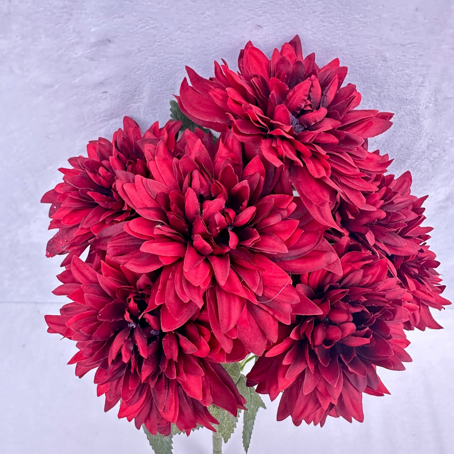 Red Silk Bo New Dahlia Bush - 7 Heads