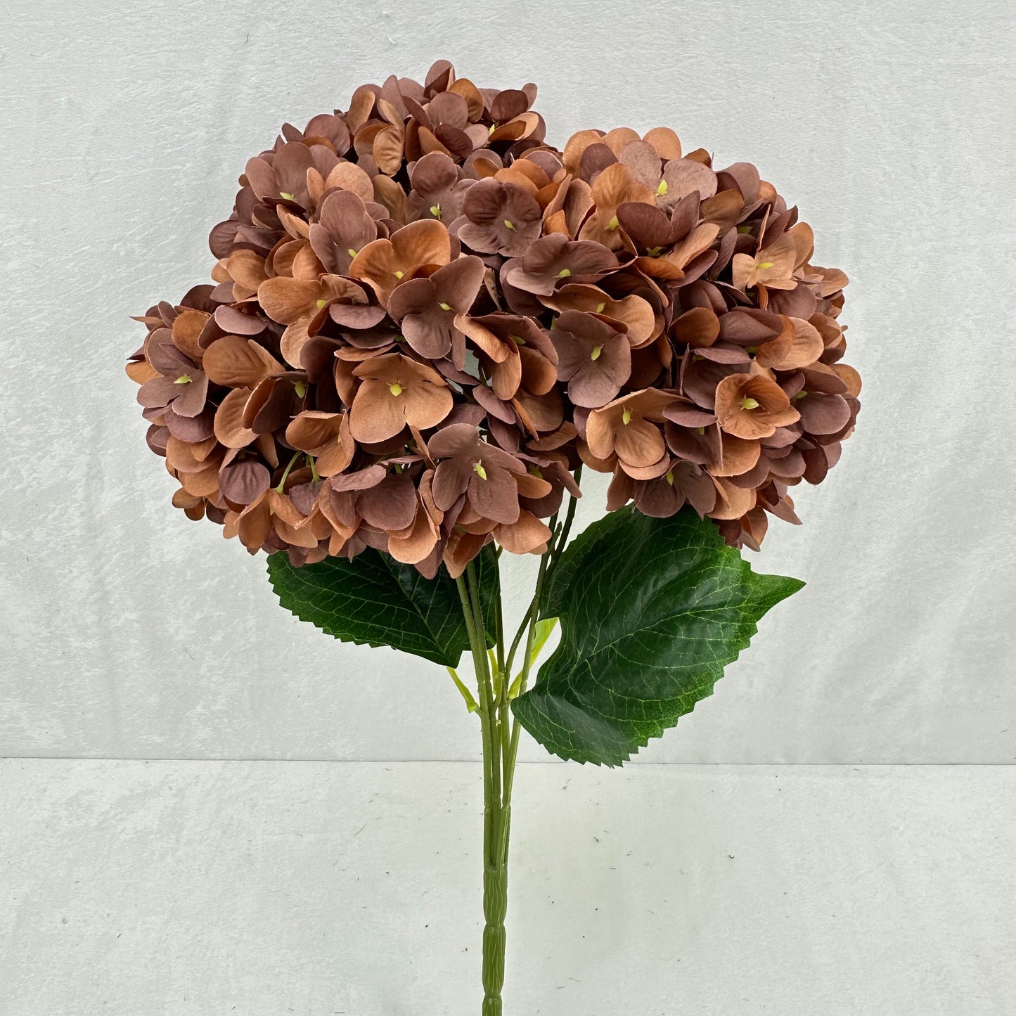 Brown Silk Pomegranate Hydrangea Bush - 5 Heads