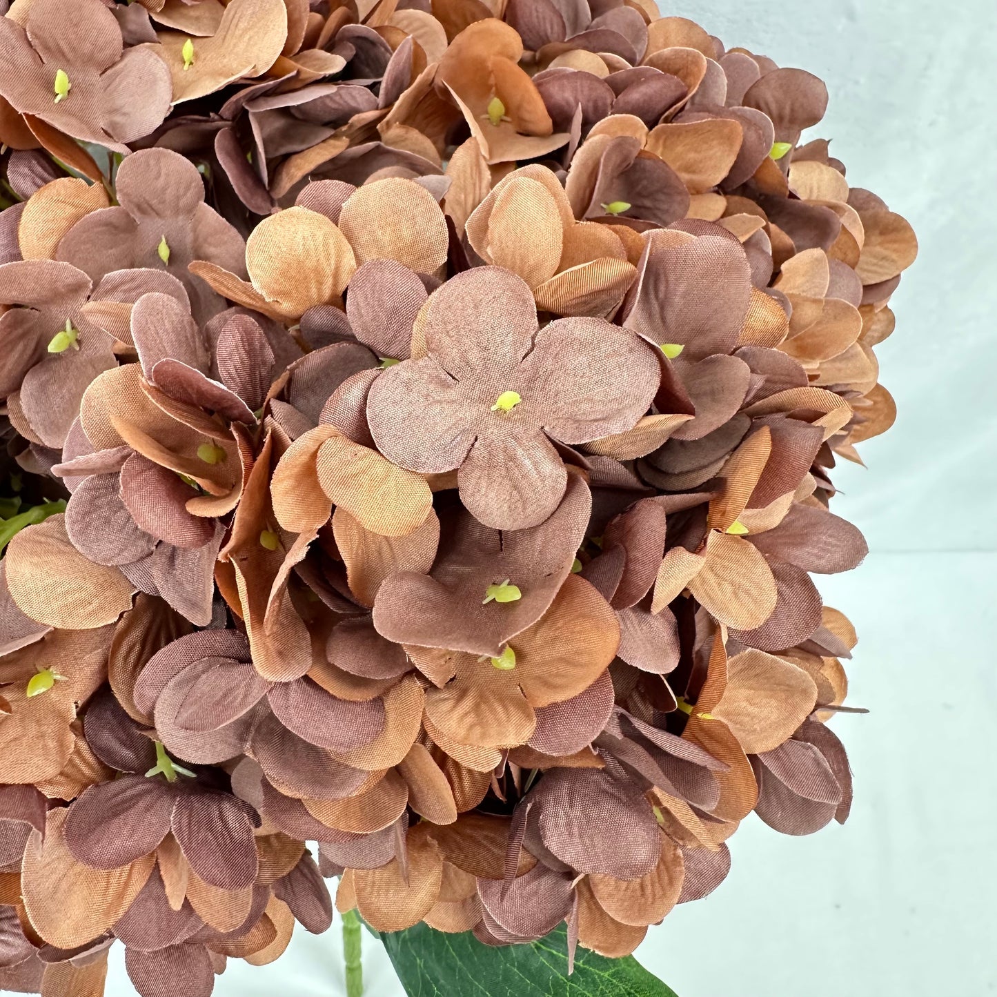 Brown Silk Pomegranate Hydrangea Bush - 5 Heads