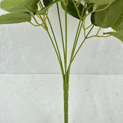 Brown Silk Star Moon Rose Bush - 7 Heads