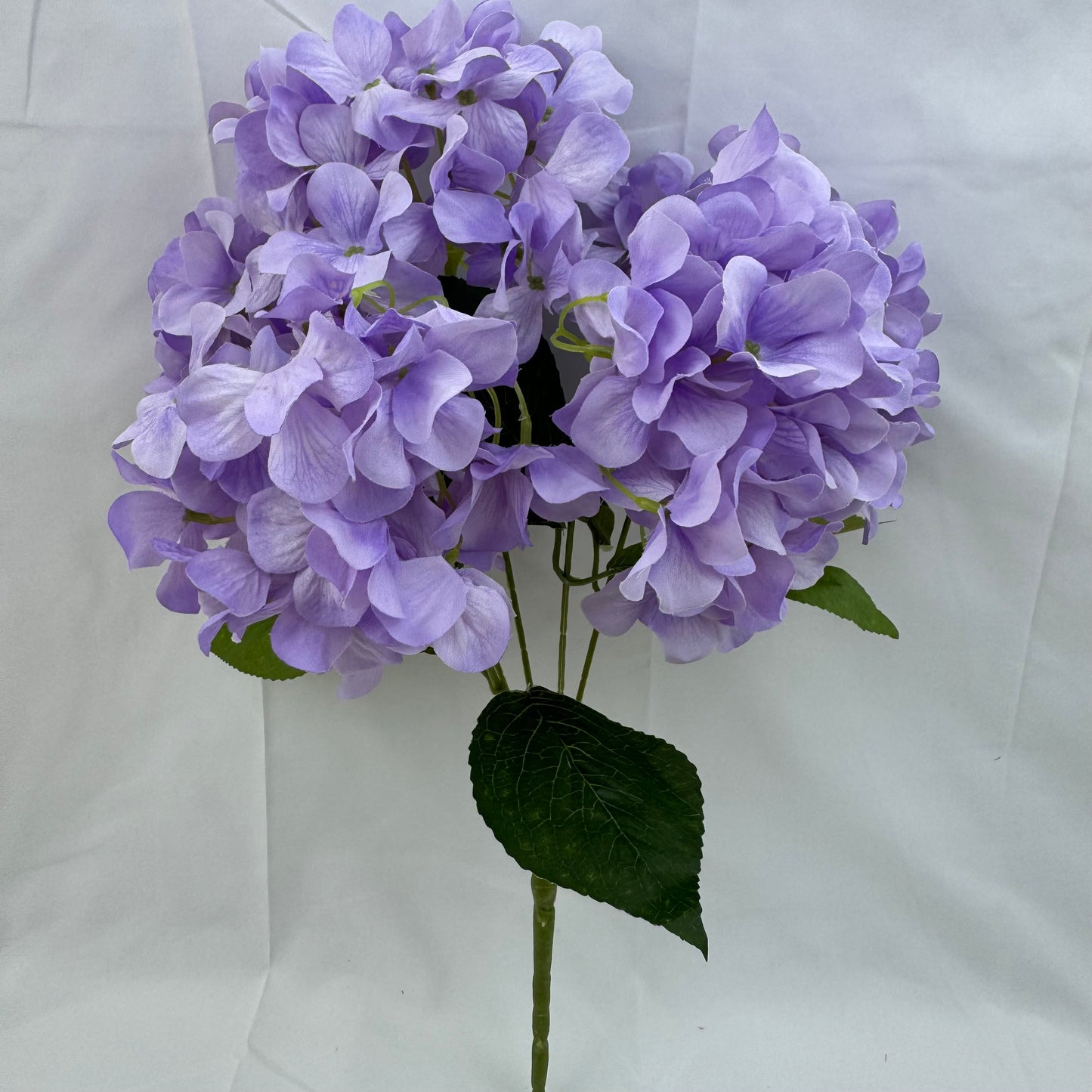 Lavender Silk Bulgarian Hydrangea Bush - 5 Heads