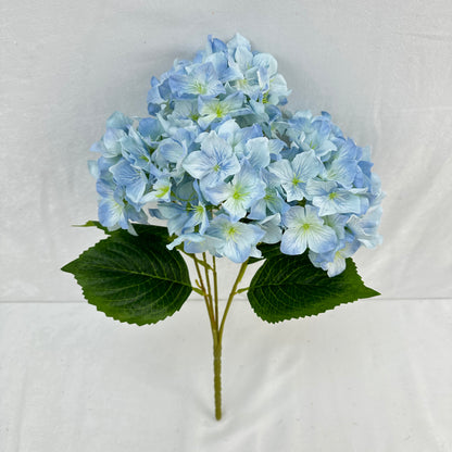 Blue Silk Lady Rose Hydrangea Bush - 5 Heads