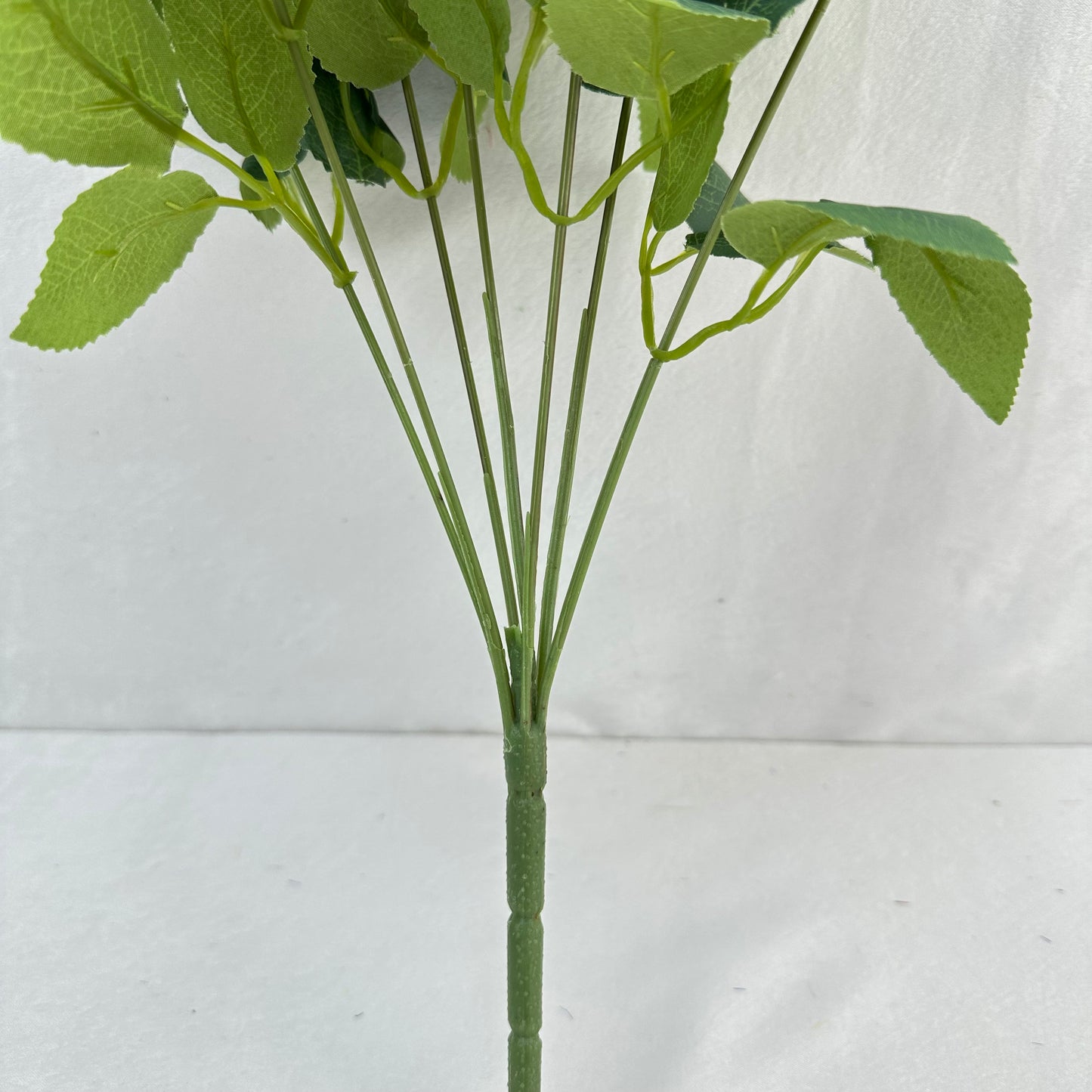 Blue Silk Happiness Rose Bush - 7 Heads