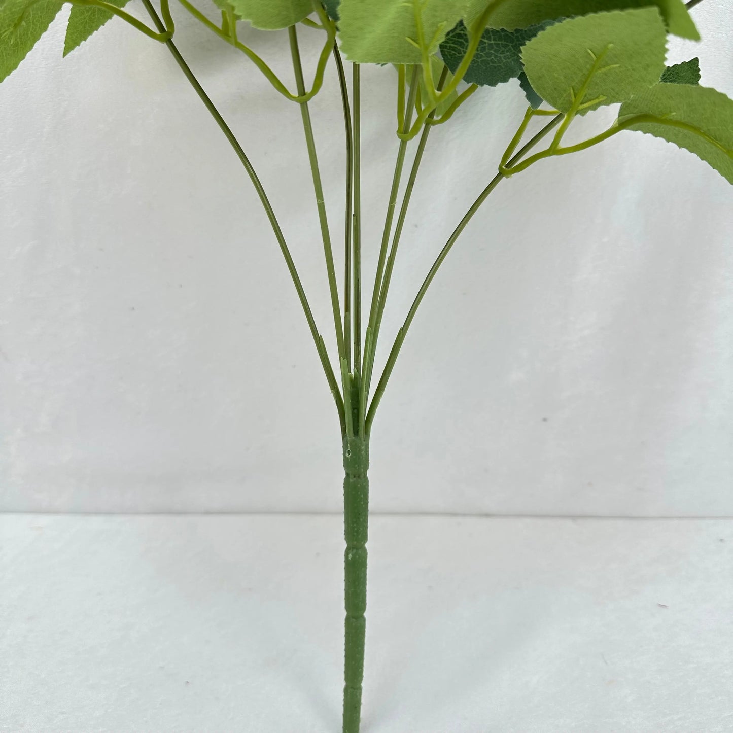 Black Silk Happiness Rose Bush - 7 Heads RosesHQ.com