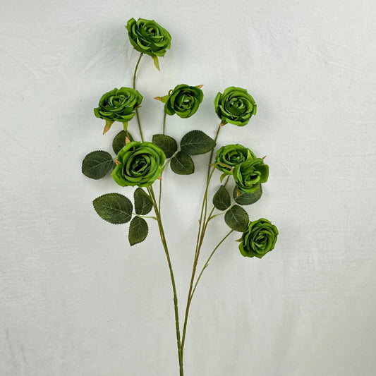 Green Silk Empress Rose Bush - 8 Heads RosesHQ.com