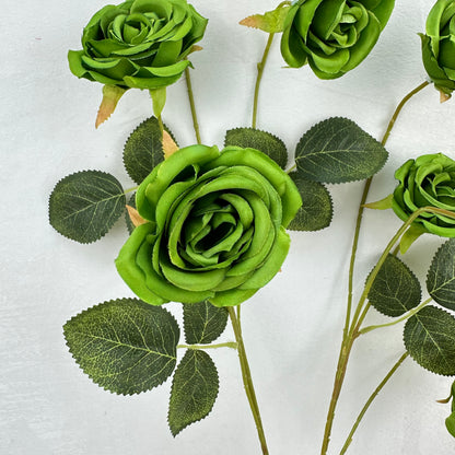 Green Silk Empress Rose Bush - 8 Heads