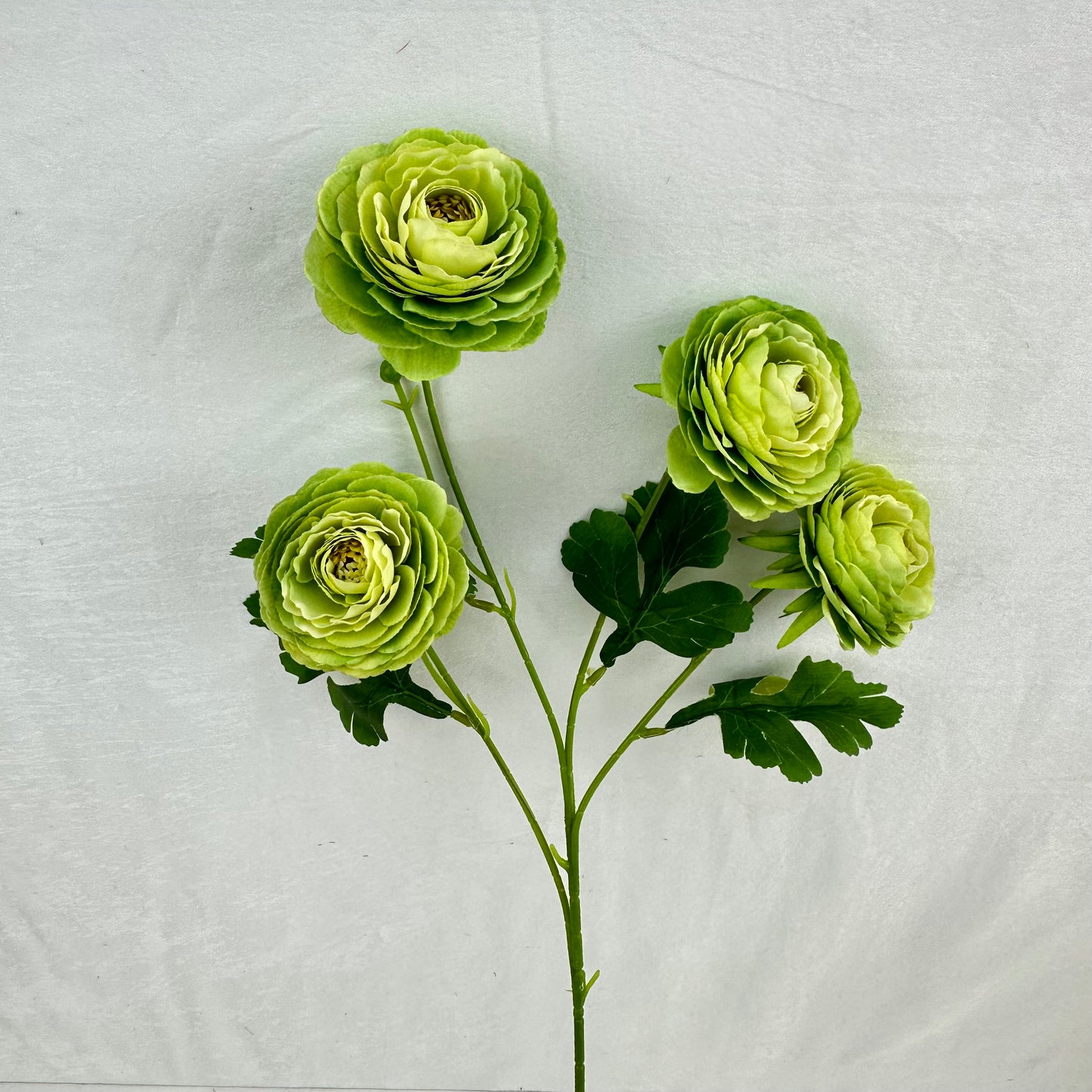 Green Silk Camellia Bush - 4 Heads