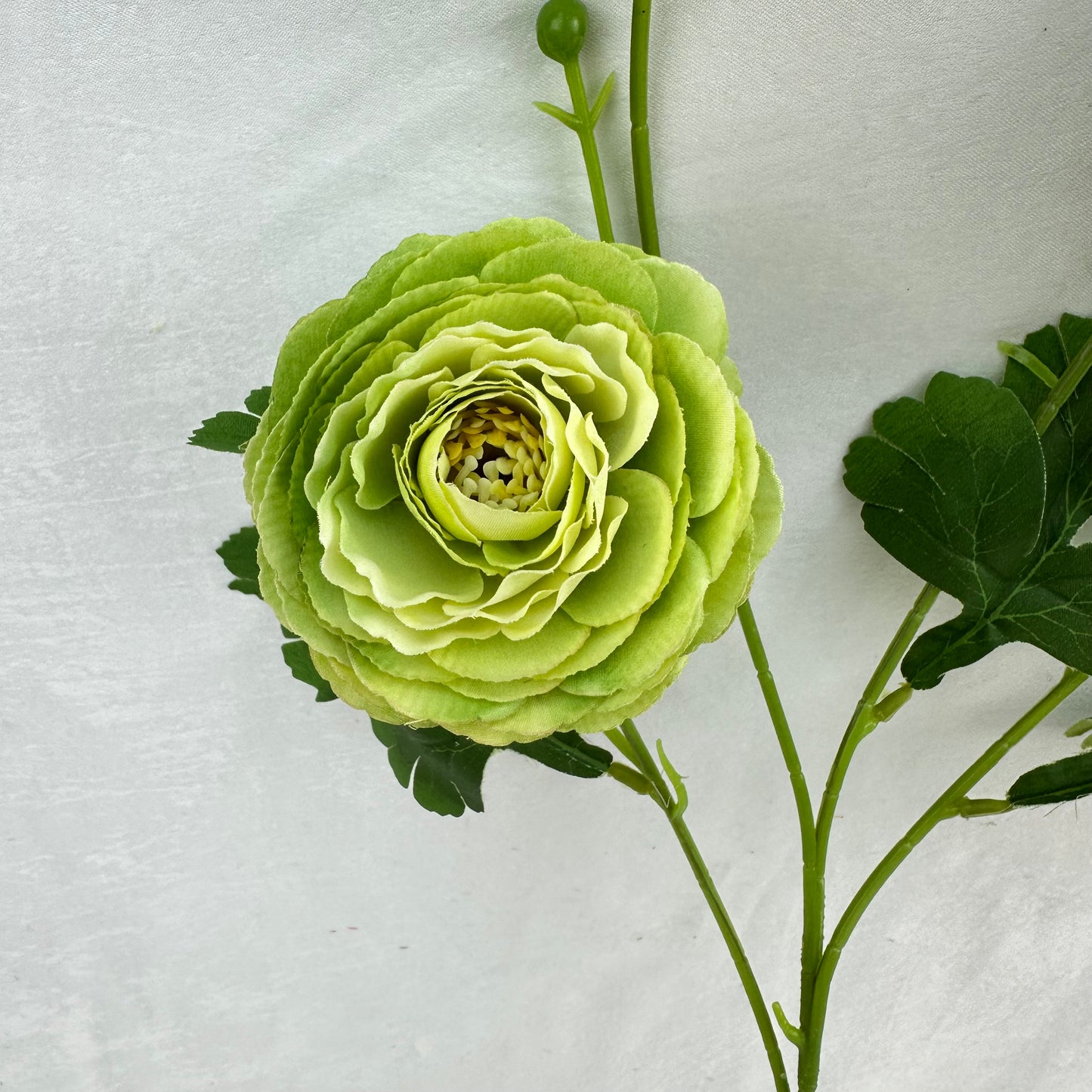 Green Silk Camellia Bush - 4 Heads