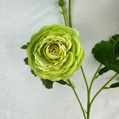 Green Silk Camellia Bush - 4 Heads