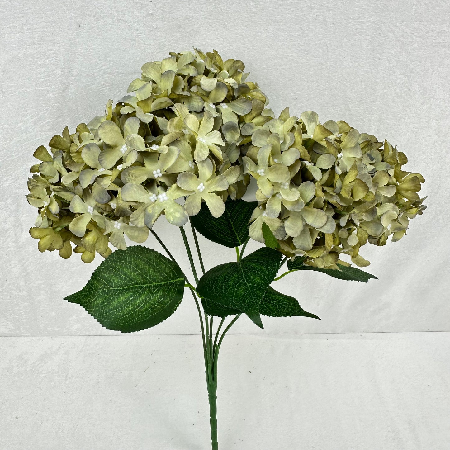 Green Silk GJ Hydrangea Bush - 5 Heads