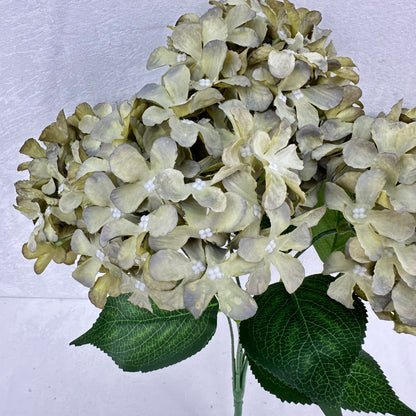 Green Silk GJ Hydrangea Bush - 5 Heads