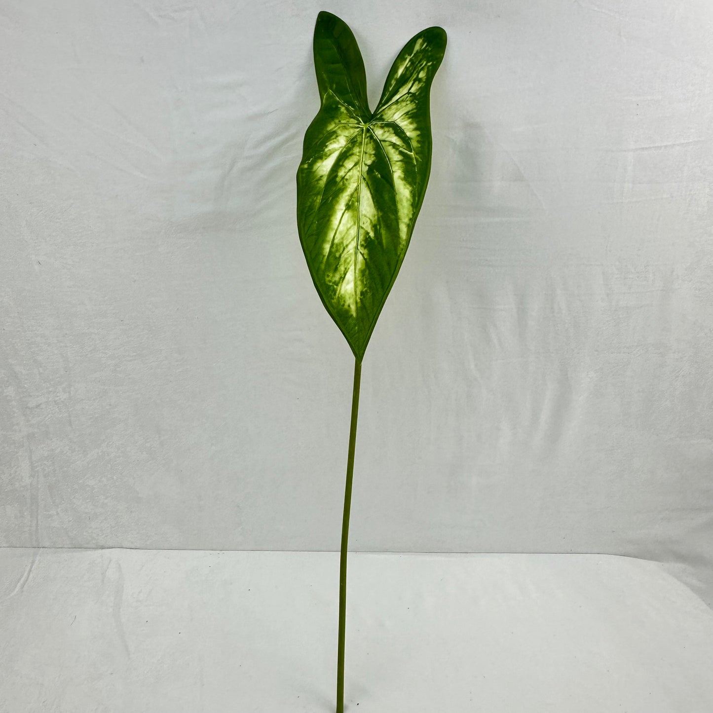 Green Silk Taro Heart Leaf