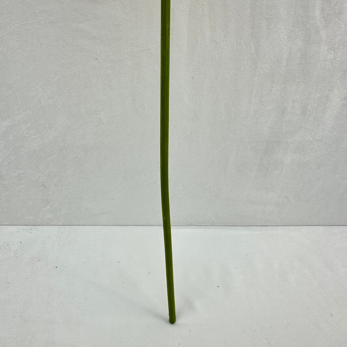 Green Silk Taro Heart Leaf