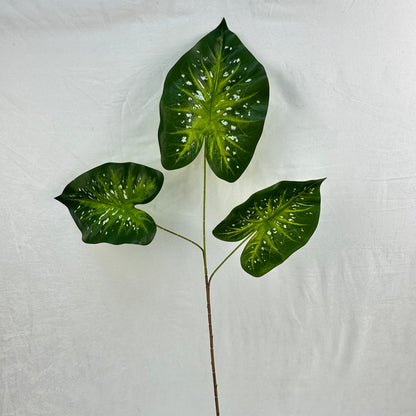 Green Silk Caladium 3 Leafs