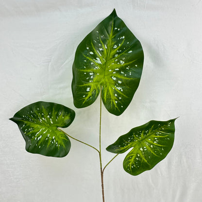 Green Silk Caladium 3 Leafs