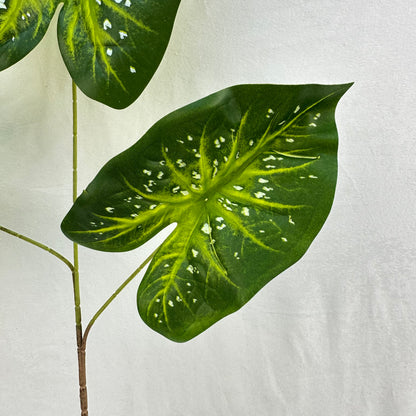Green Silk Caladium 3 Leafs