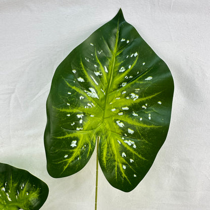 Green Silk Caladium 3 Leafs
