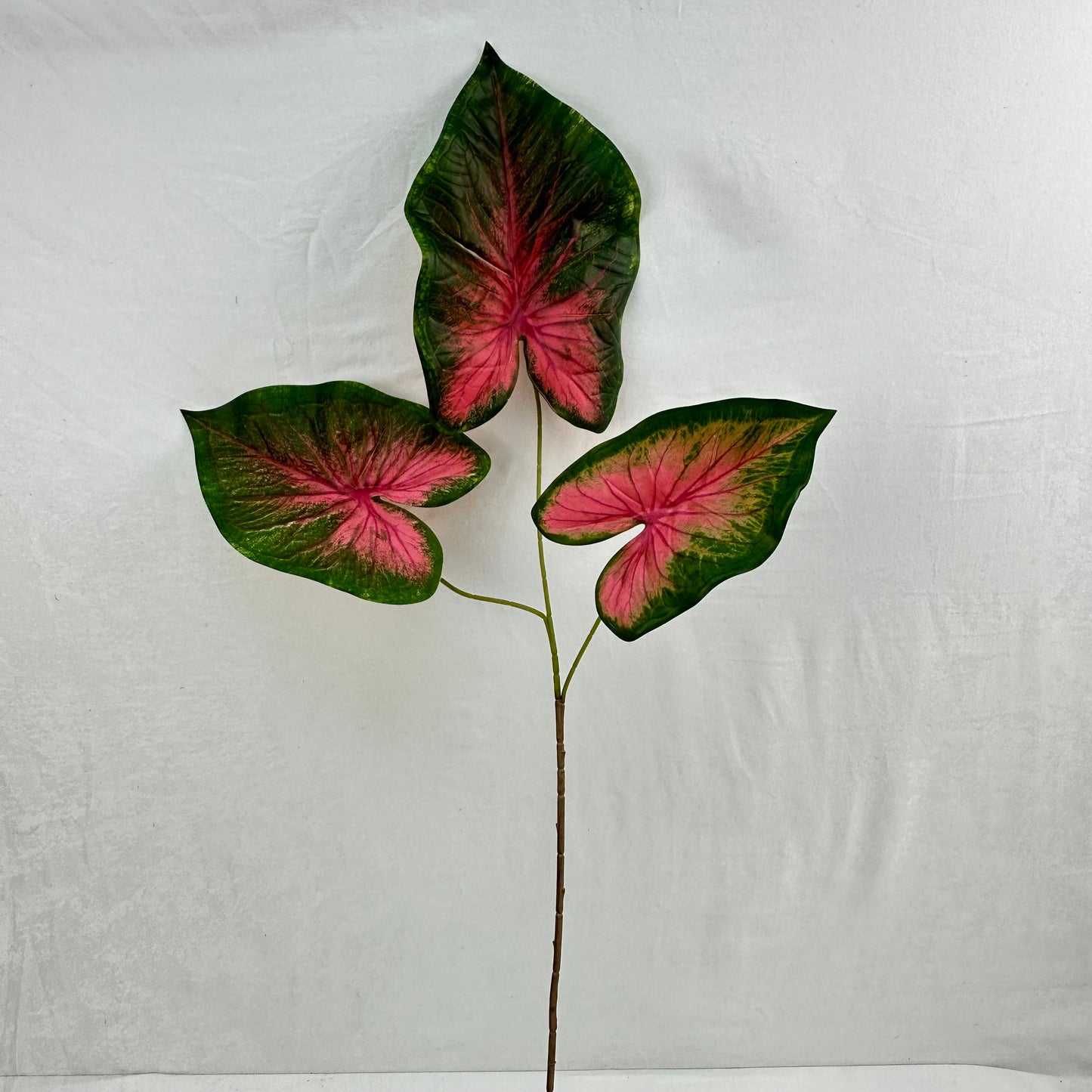 Green Silk Caladium 3 Leafs