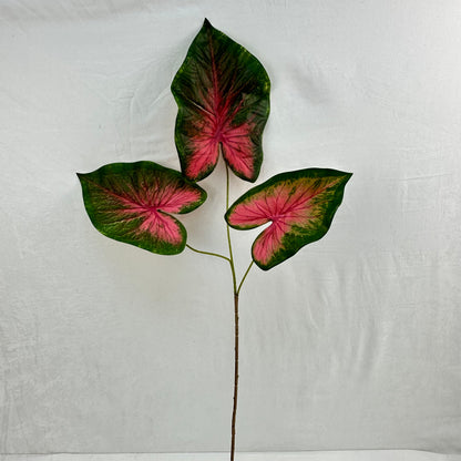 Green Silk Caladium 3 Leafs