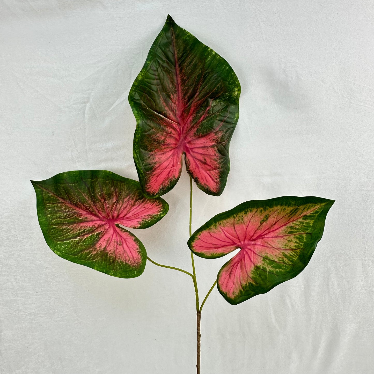 Green Silk Caladium 3 Leafs