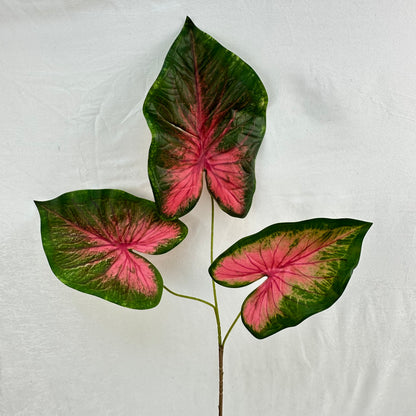 Green Silk Caladium 3 Leafs