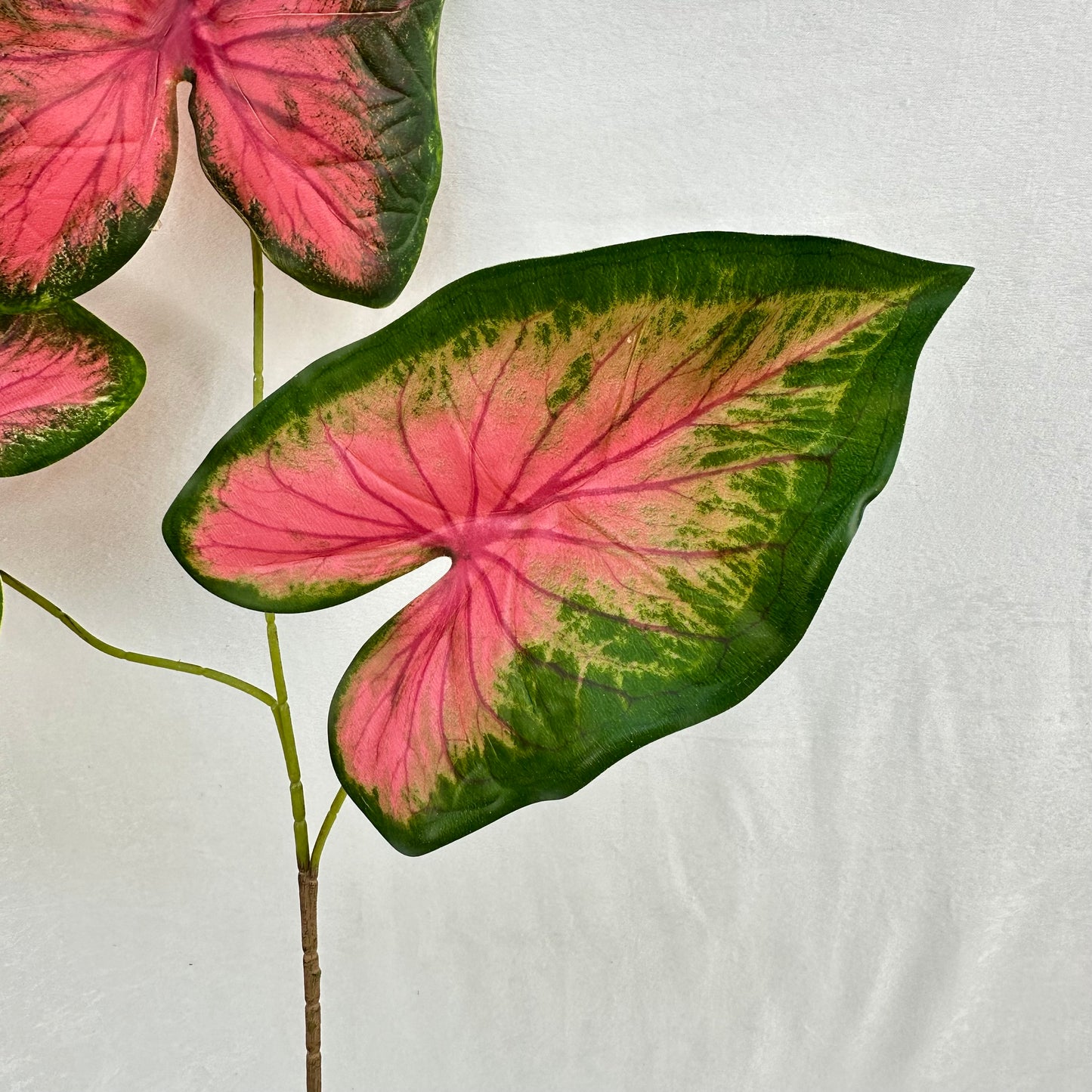 Green Silk Caladium 3 Leafs