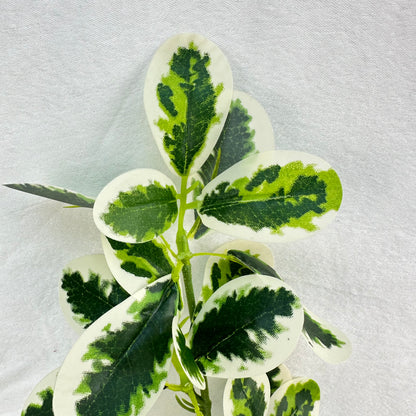 Green Silk Fortune Polyscias Branch