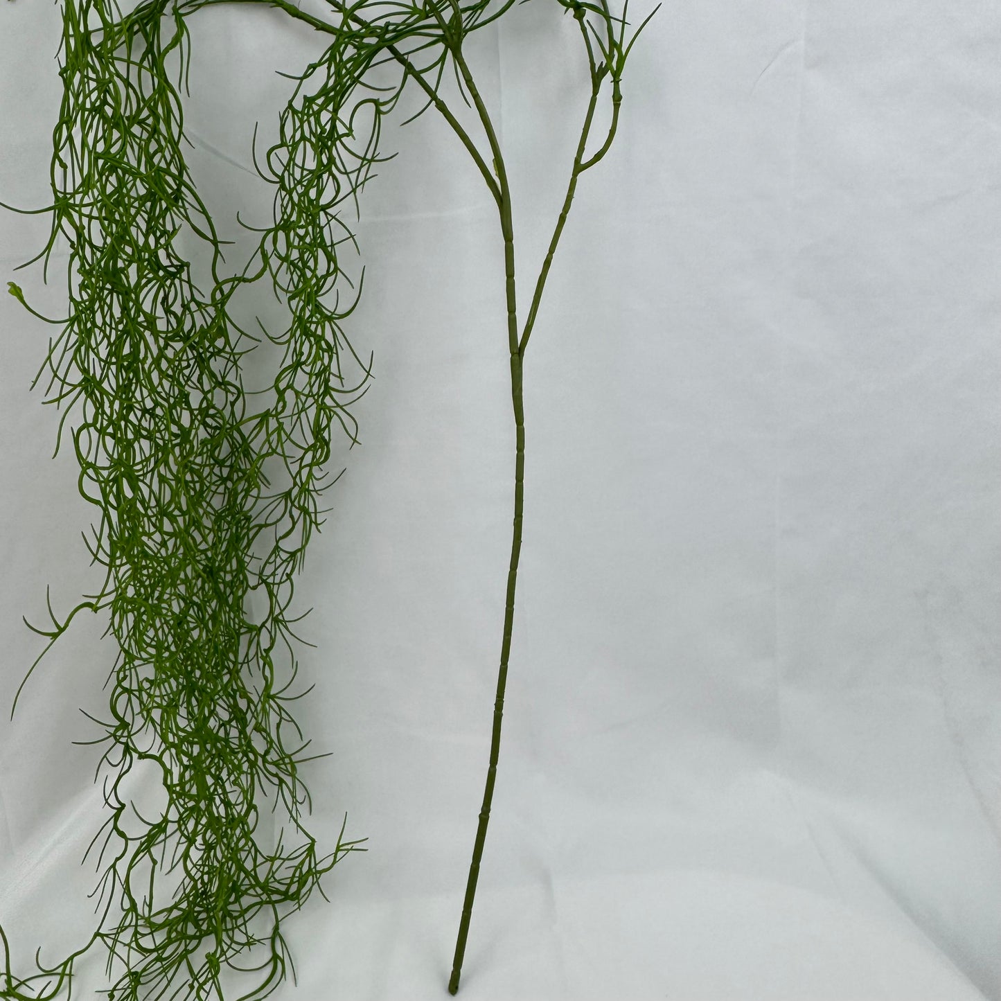 Green Seaweed