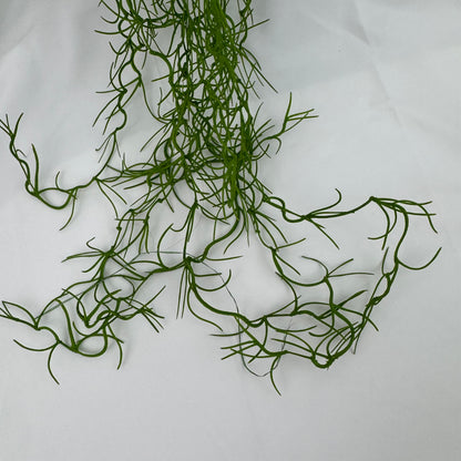 Green Seaweed