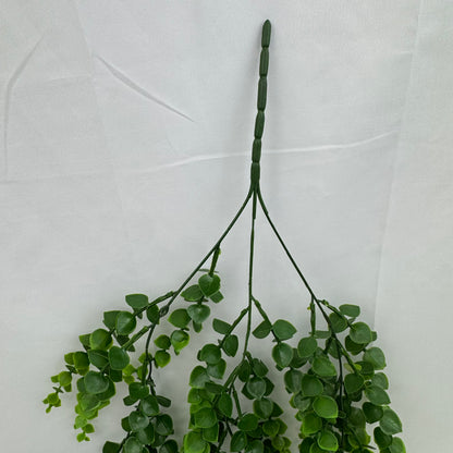 Green Hanging Eucalyptus