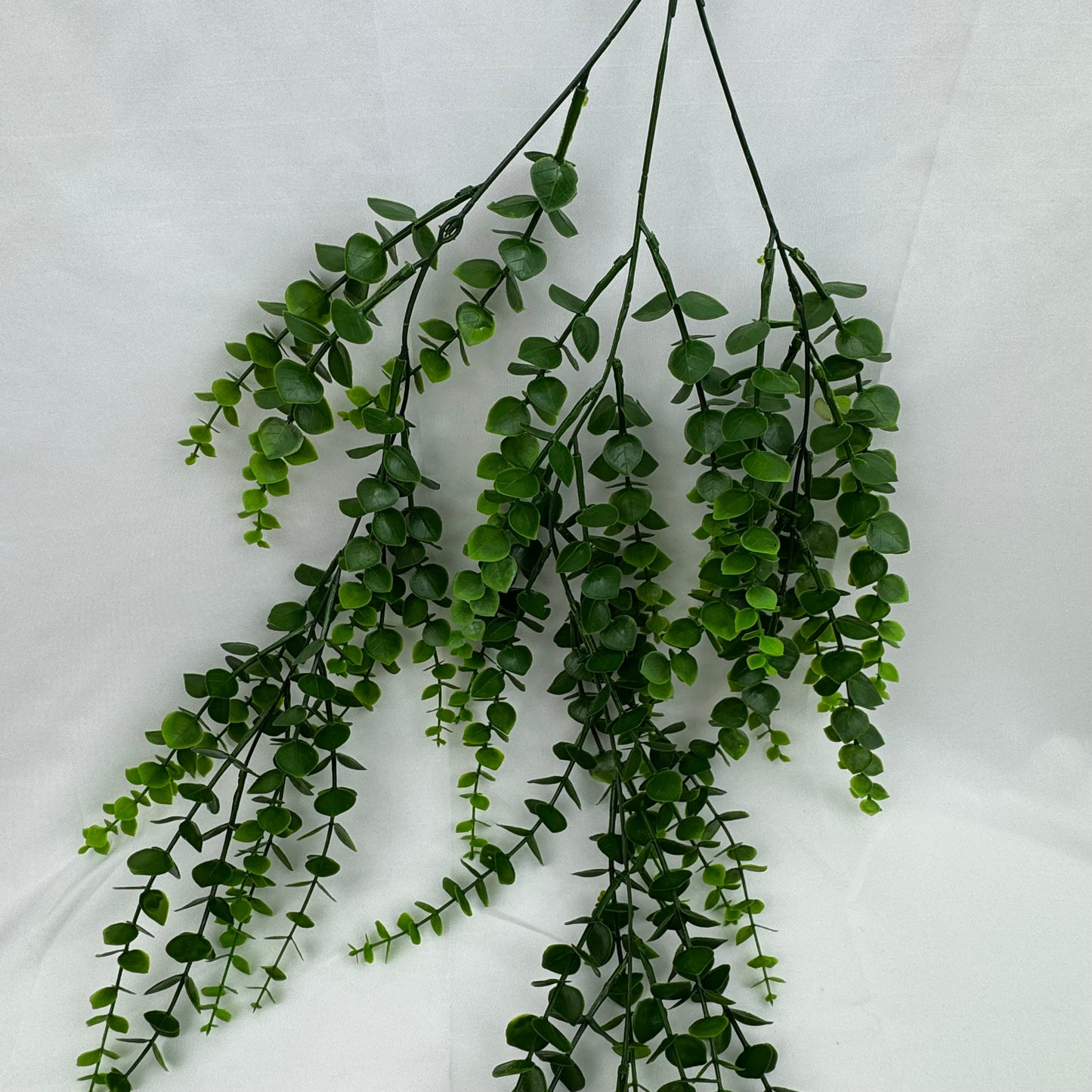 Green Hanging Eucalyptus