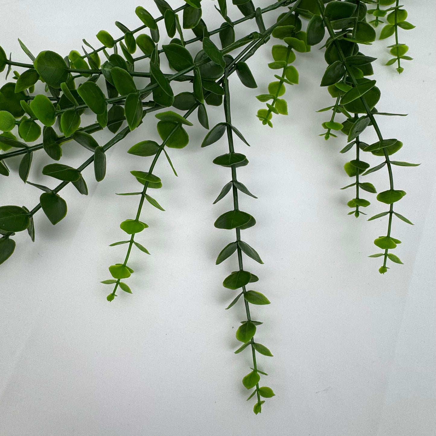 Green Hanging Eucalyptus