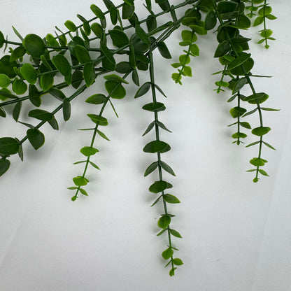 Green Hanging Eucalyptus