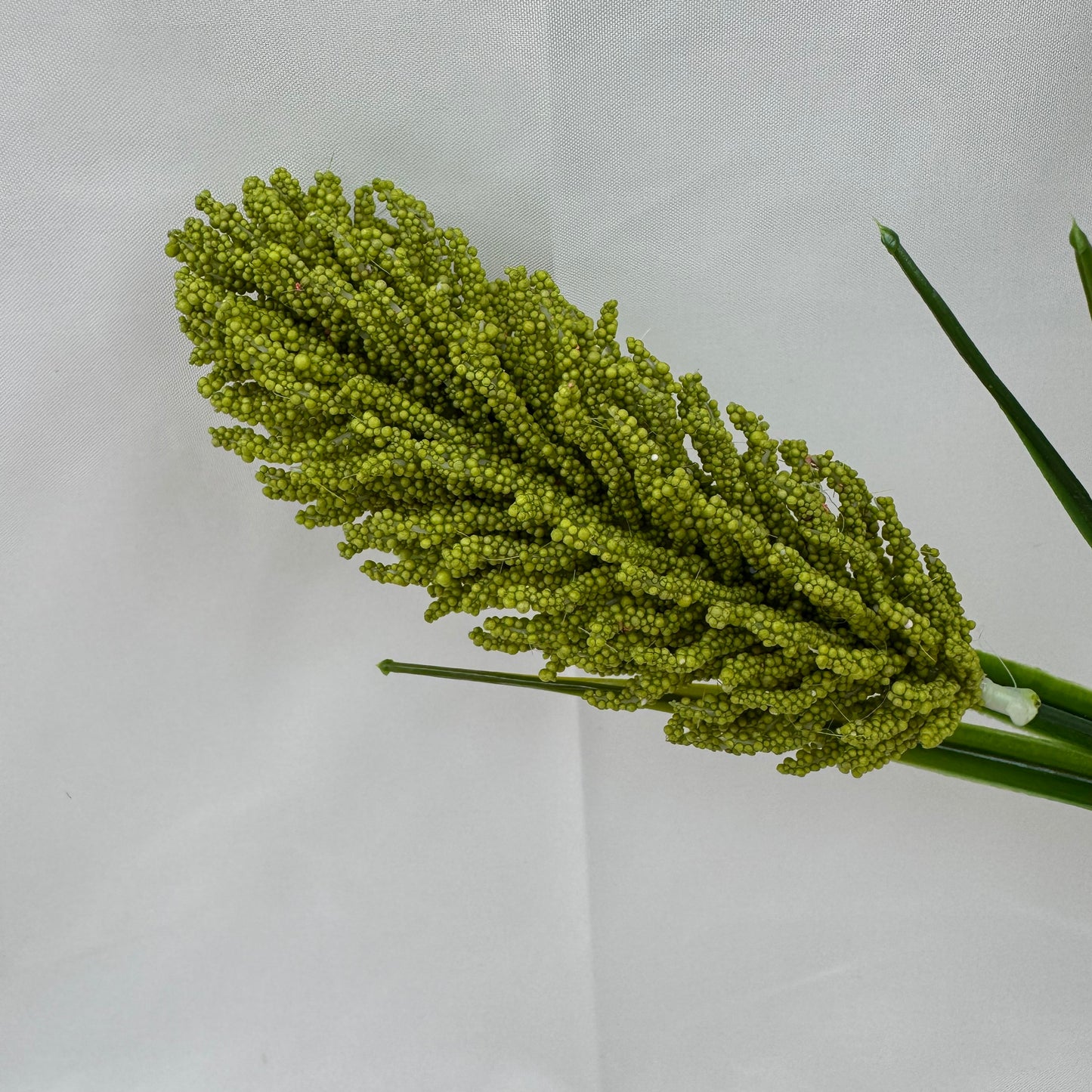 Green Corn Cob Bunch